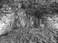 Der Wunschbaum von Avebury